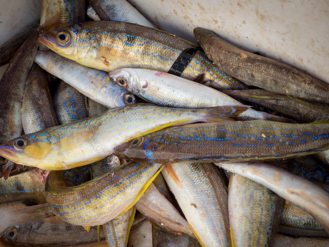 la Maddalena ryby targ