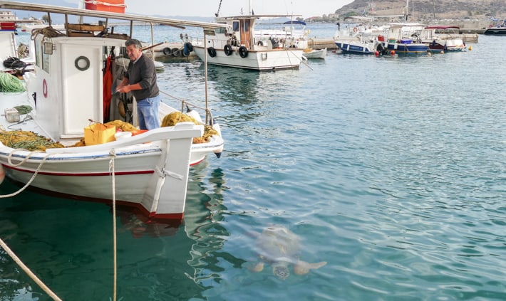 żółwie w porcie Gefira Monemvasia