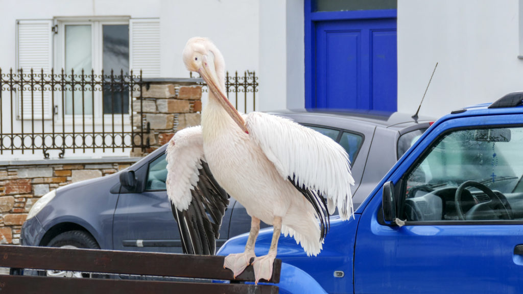 Pelikan z Tinos