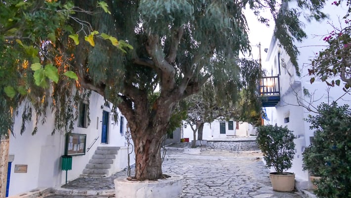 plac drzewo Chora Amorgos