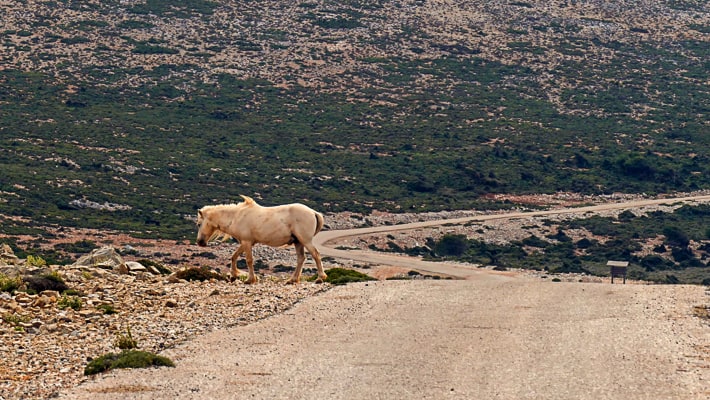 dzikie konie z Skyros