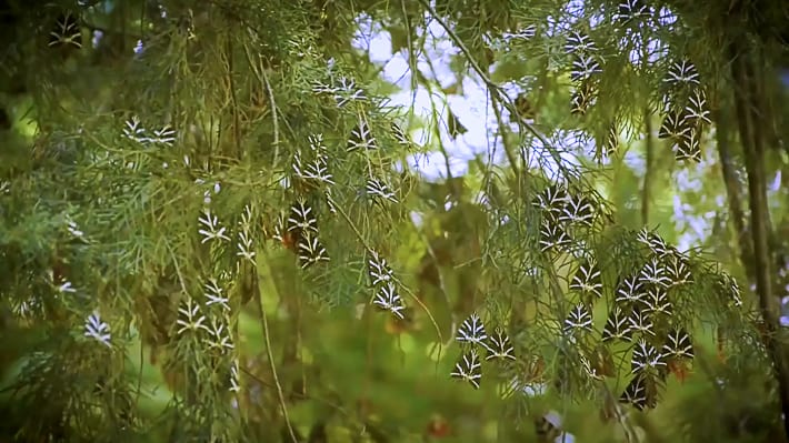 Dolina motyli na Rodos